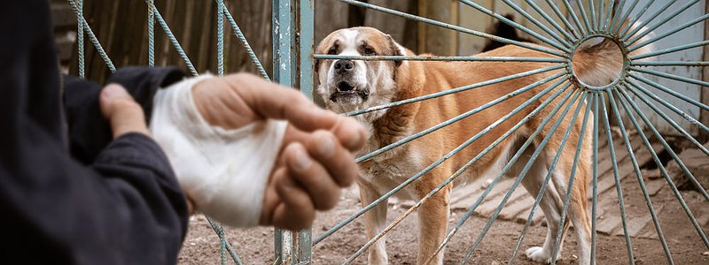 dog-bit-mans-hand