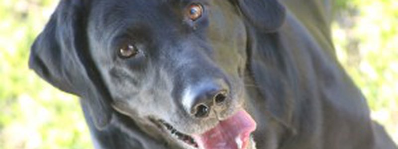 What Are Your Responsibilities as a Dog Owner?