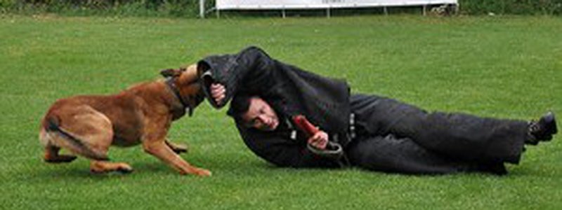 Protect Yourself Against Dog Bites